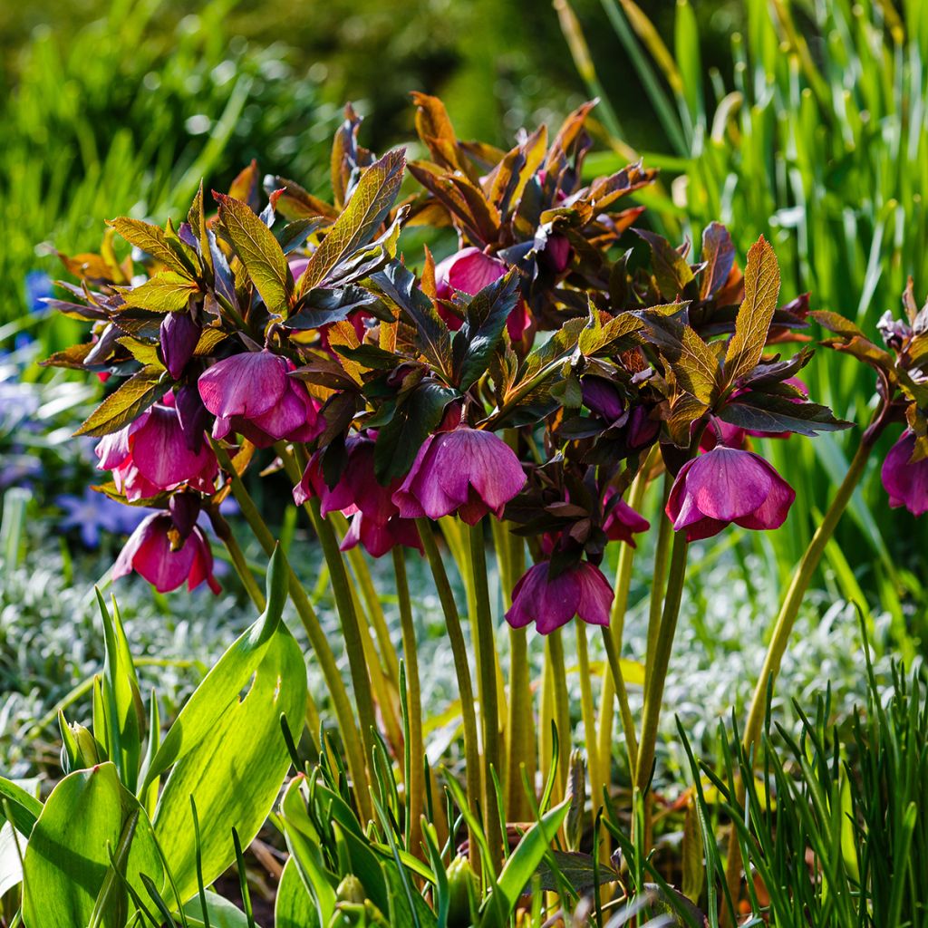 Helleborus abchasicus - Hellébore d'Abkhazie
