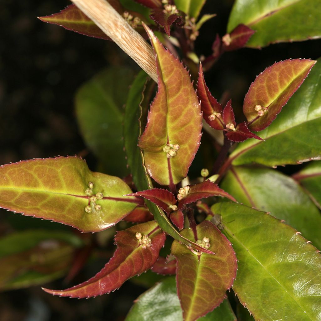 Helwingia chinensis mâle