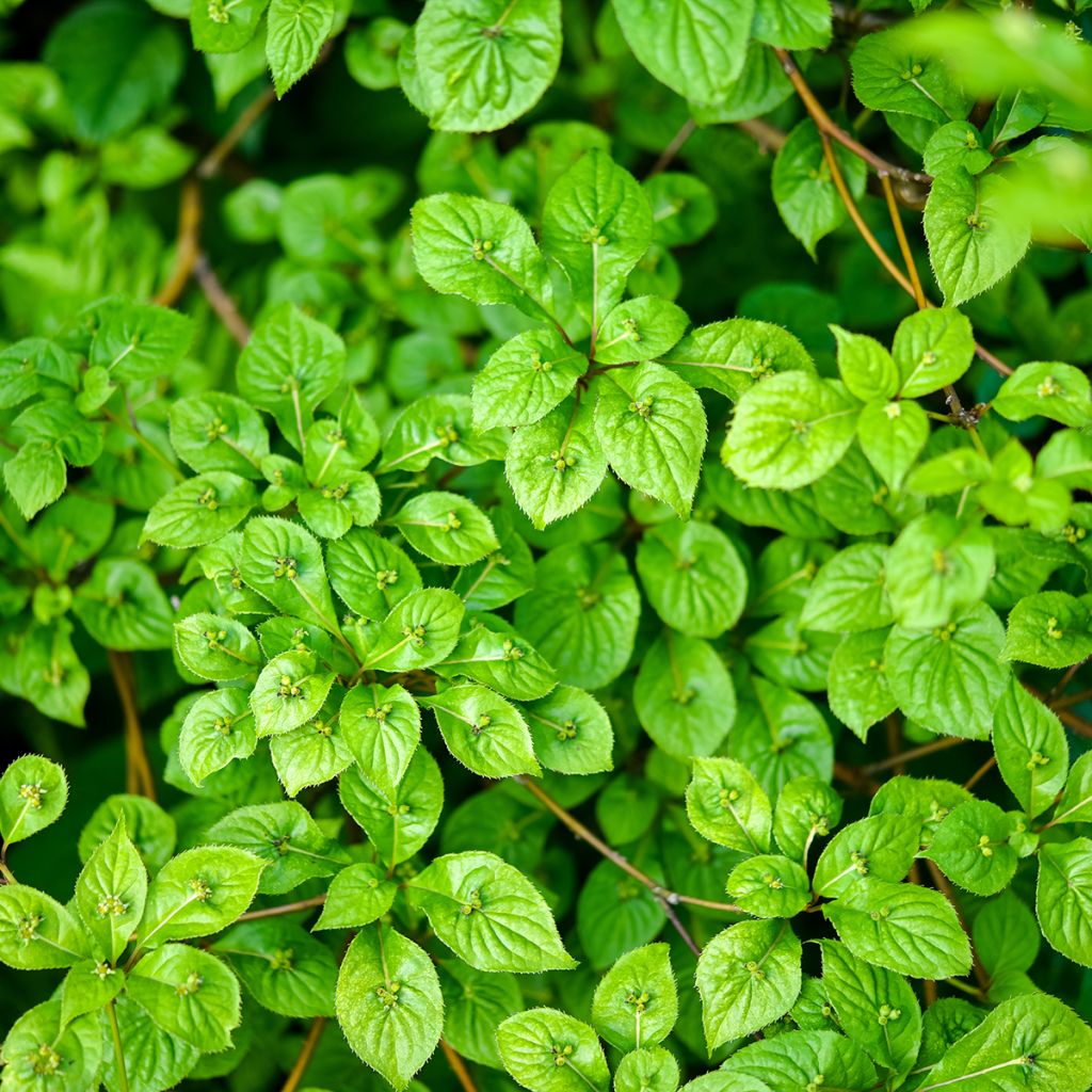 Helwingia japonica - Helwingie du Japon