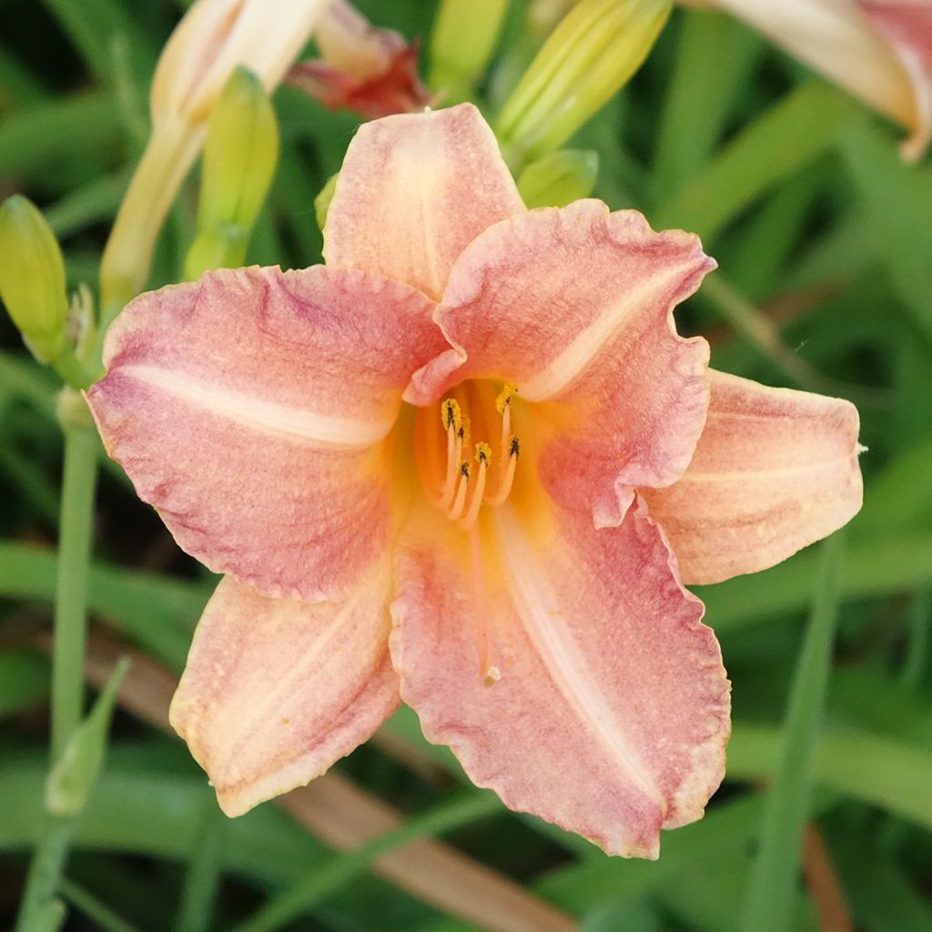 Hemerocallis Children's Festival
