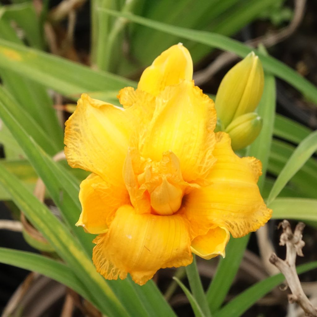 Hemerocallis Condilla