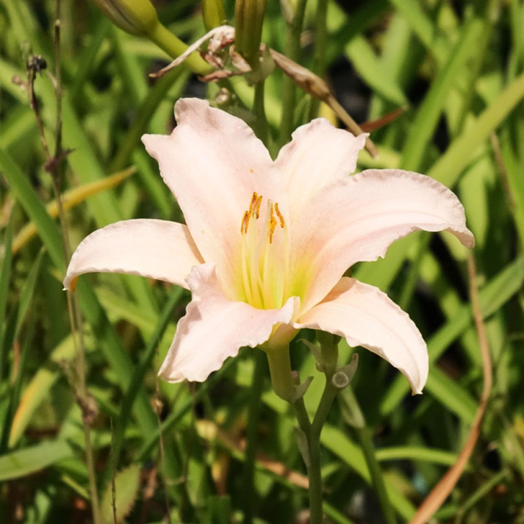 Hemerocallis Luxury Lace
