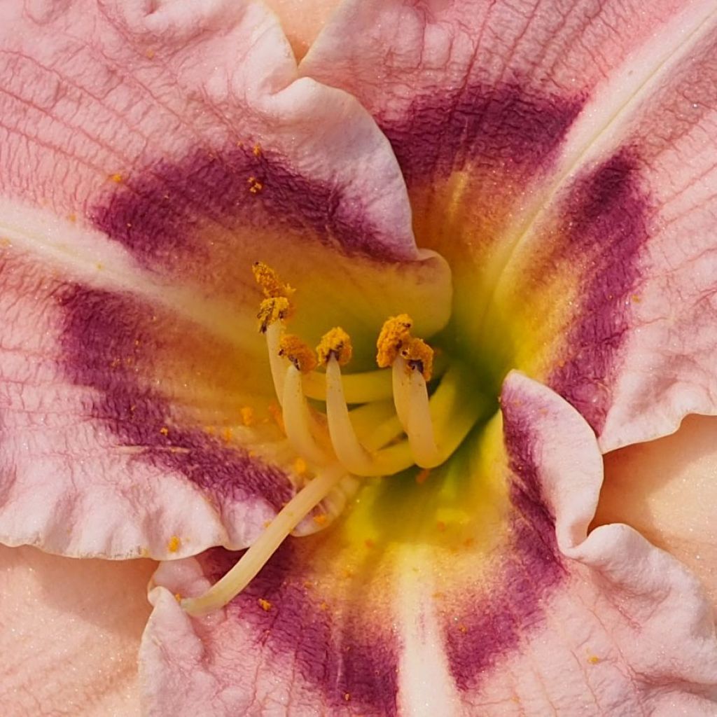 Hémérocalle Siloam Merle Kent