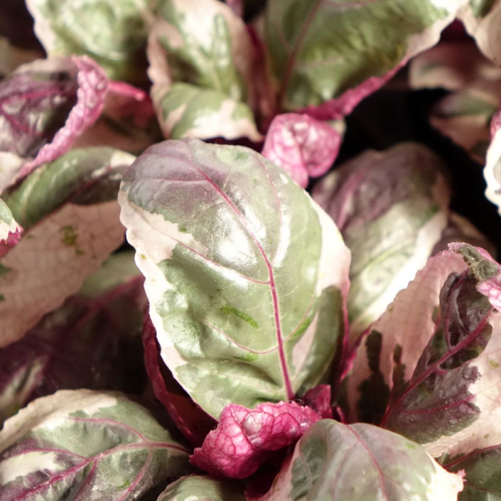 Hemigraphis alternata Snow White