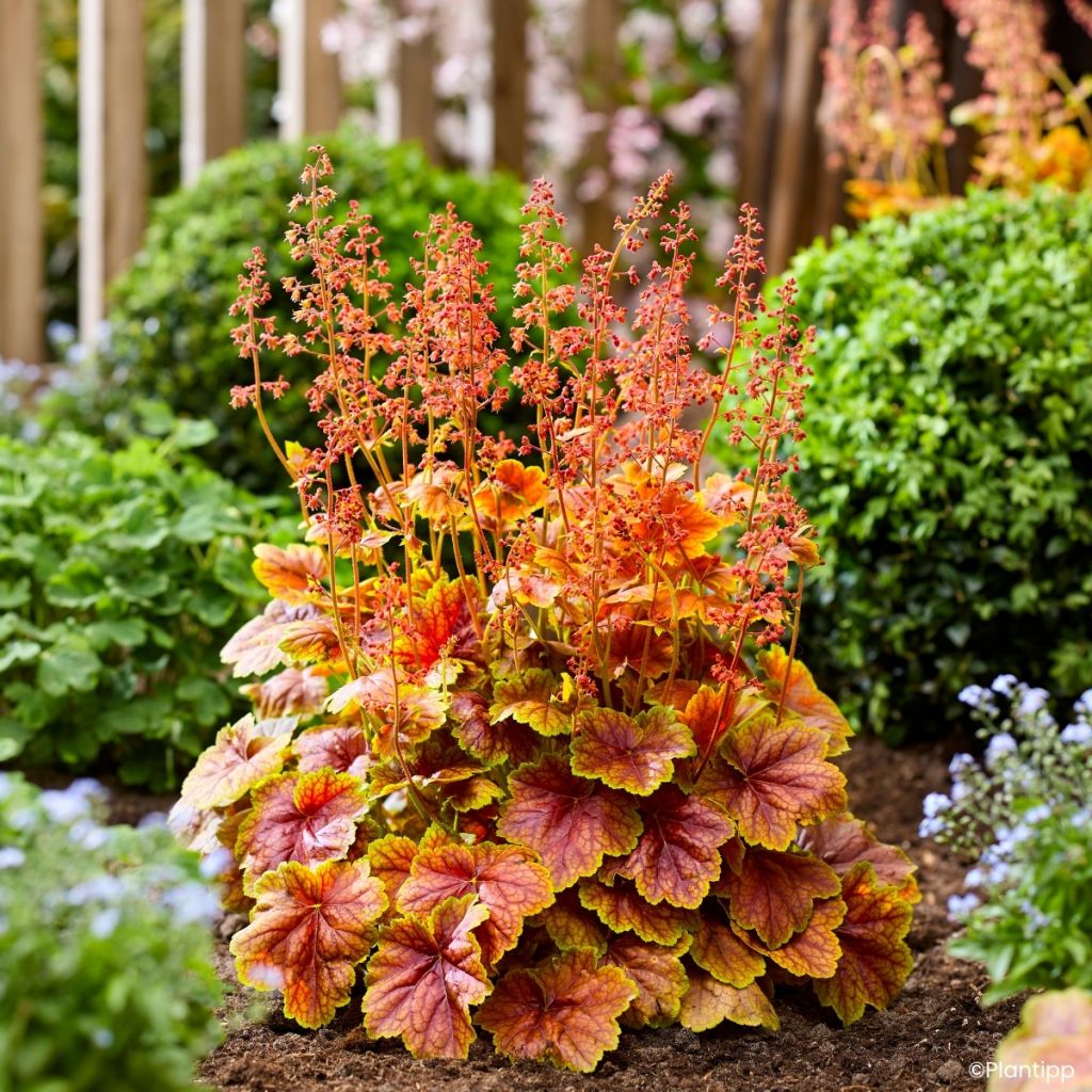 Heuchère - Heuchera Eternal Flame