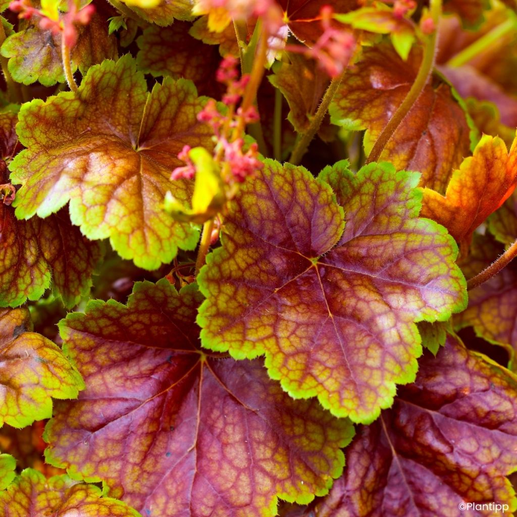Heuchère - Heuchera Eternal Flame