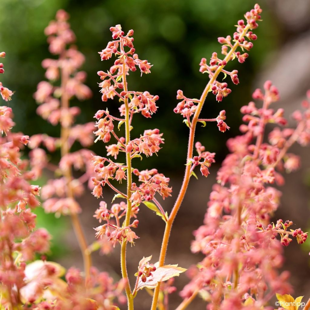 Heuchère - Heuchera Eternal Flame