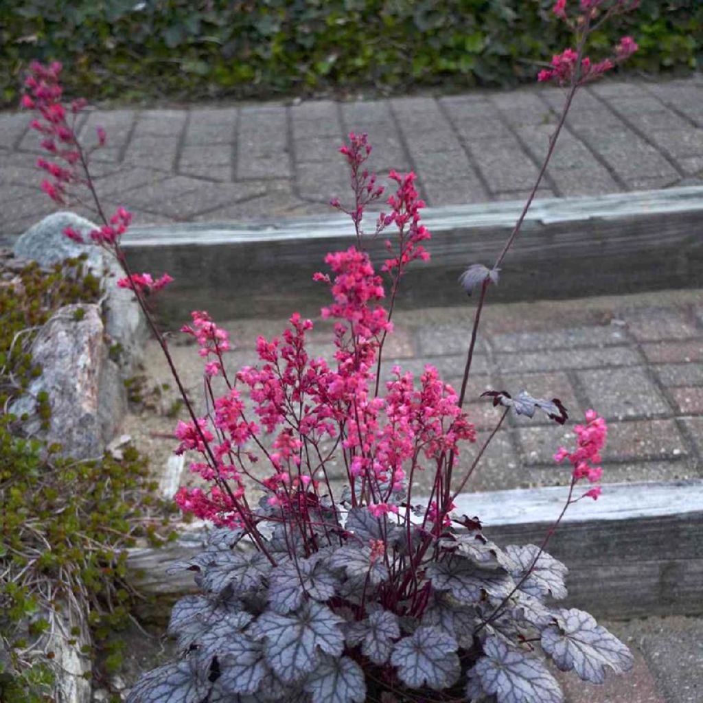 Heuchera Timeless Treasure