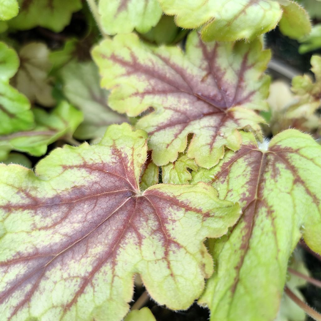 Heucherella Eye Spy