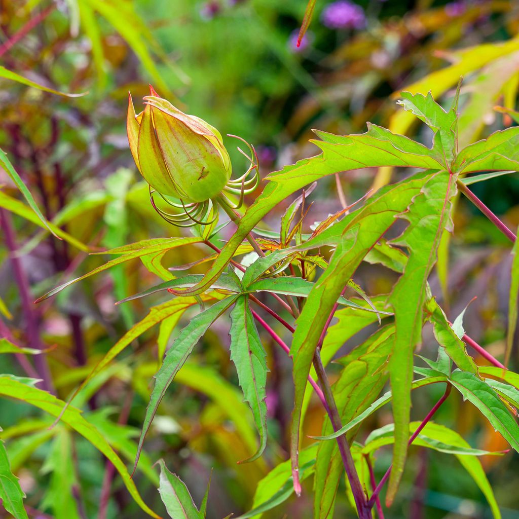 Hibiscus coccineus - Ketmie écarlate - Étoile du Texas.