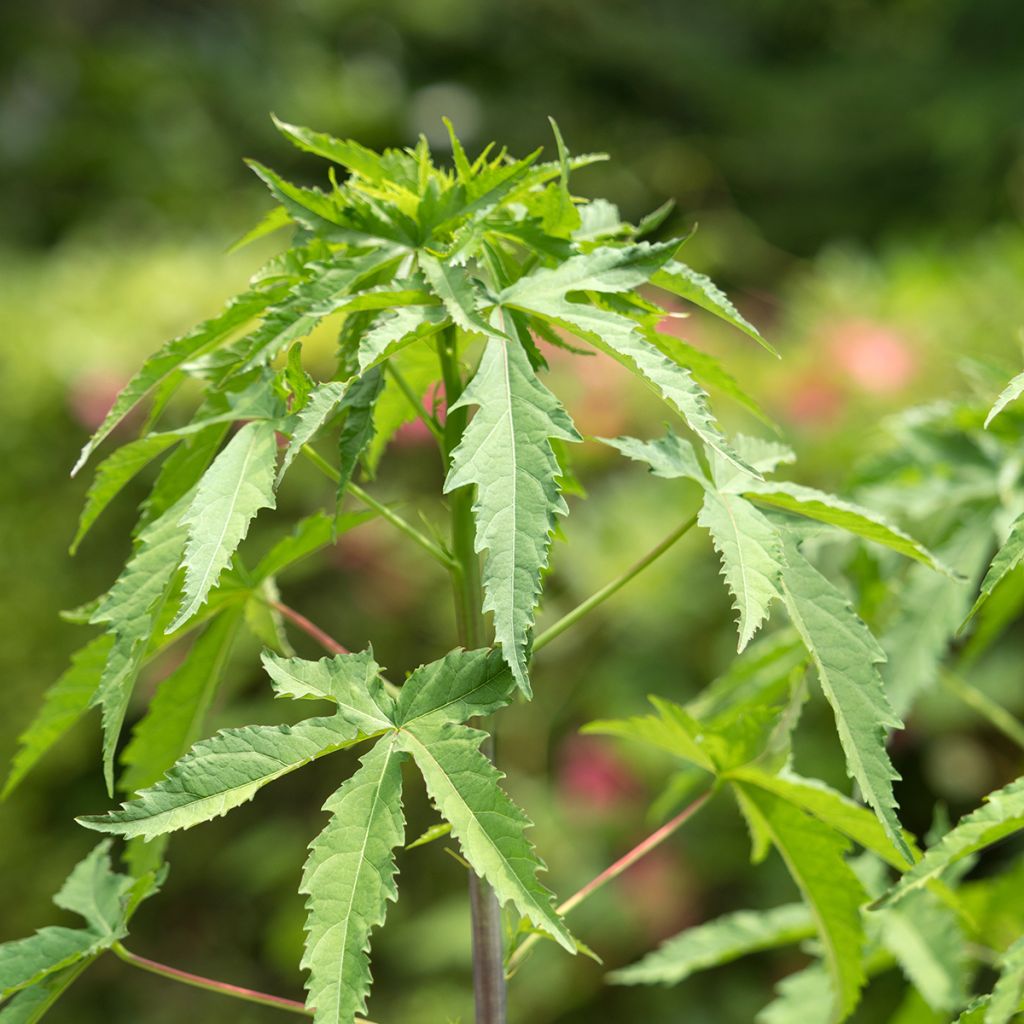Hibiscus coccineus - Ketmie écarlate - Étoile du Texas.
