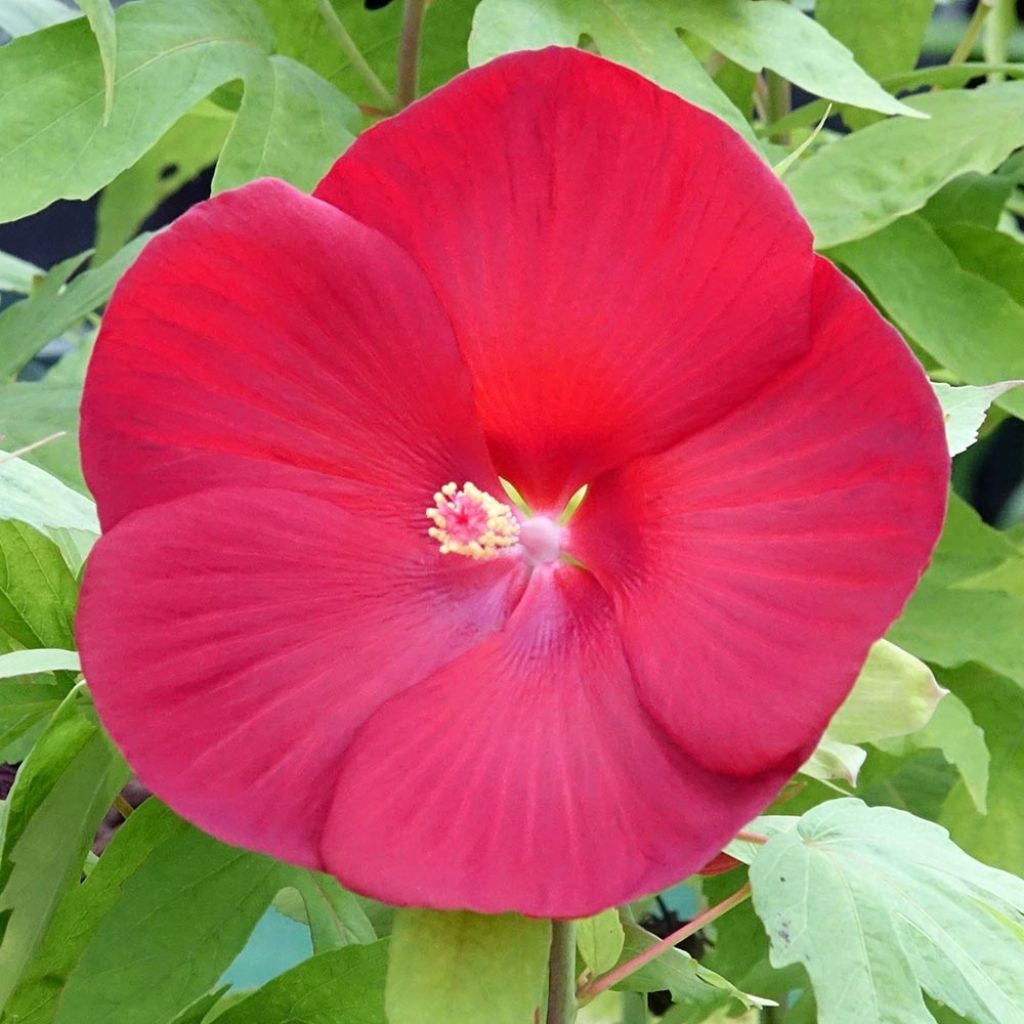 Hibiscus moscheutos Raijin® - Hibiscus des marais nain