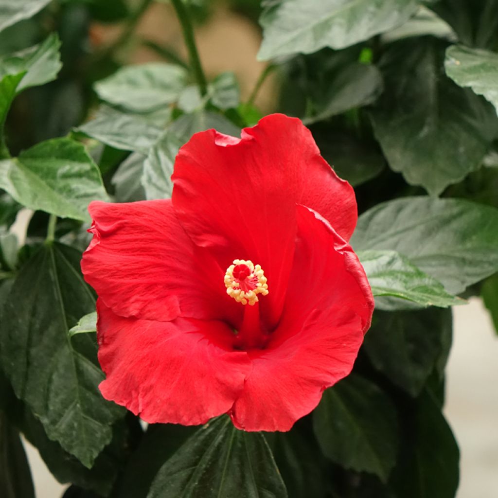 Hibiscus rosa-chinensis Sunny Cities Premiere Red - Hibisco-da-china