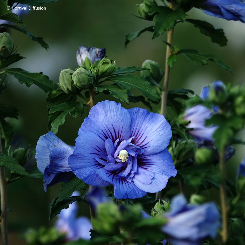 Hibisco-da-síria Beautifull Cobalt - Hibiscus syriacus