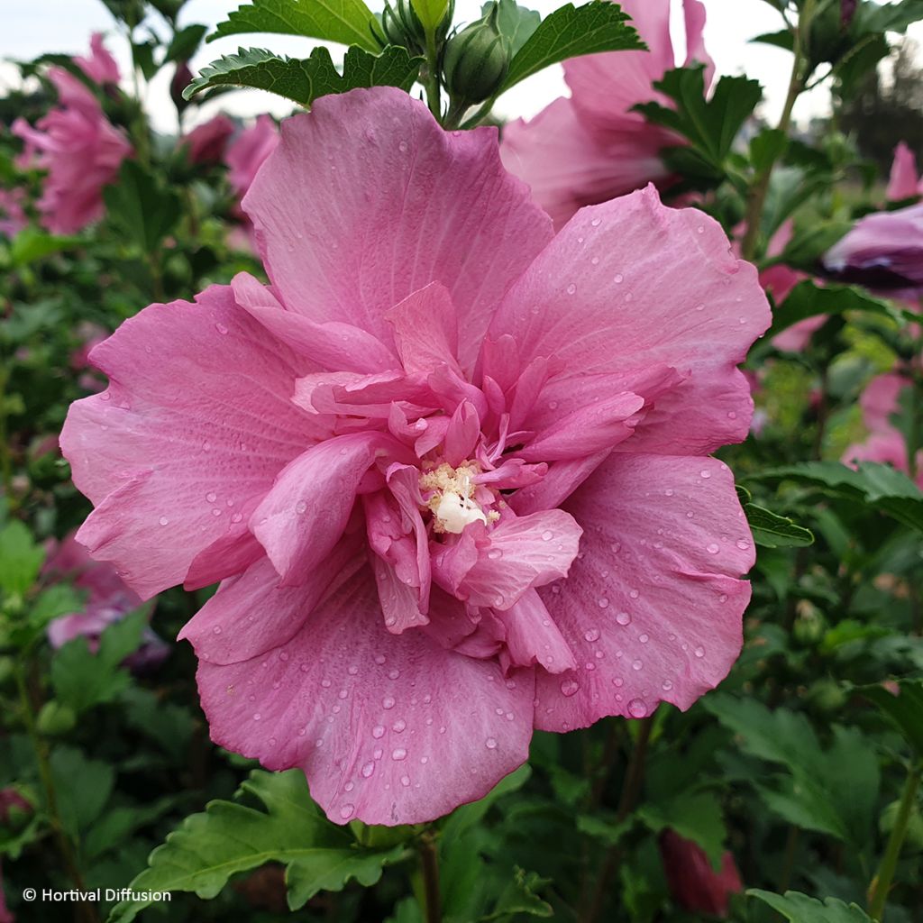 Hibisco-da-síria Beautifull Magenta - Hibiscus syriacus