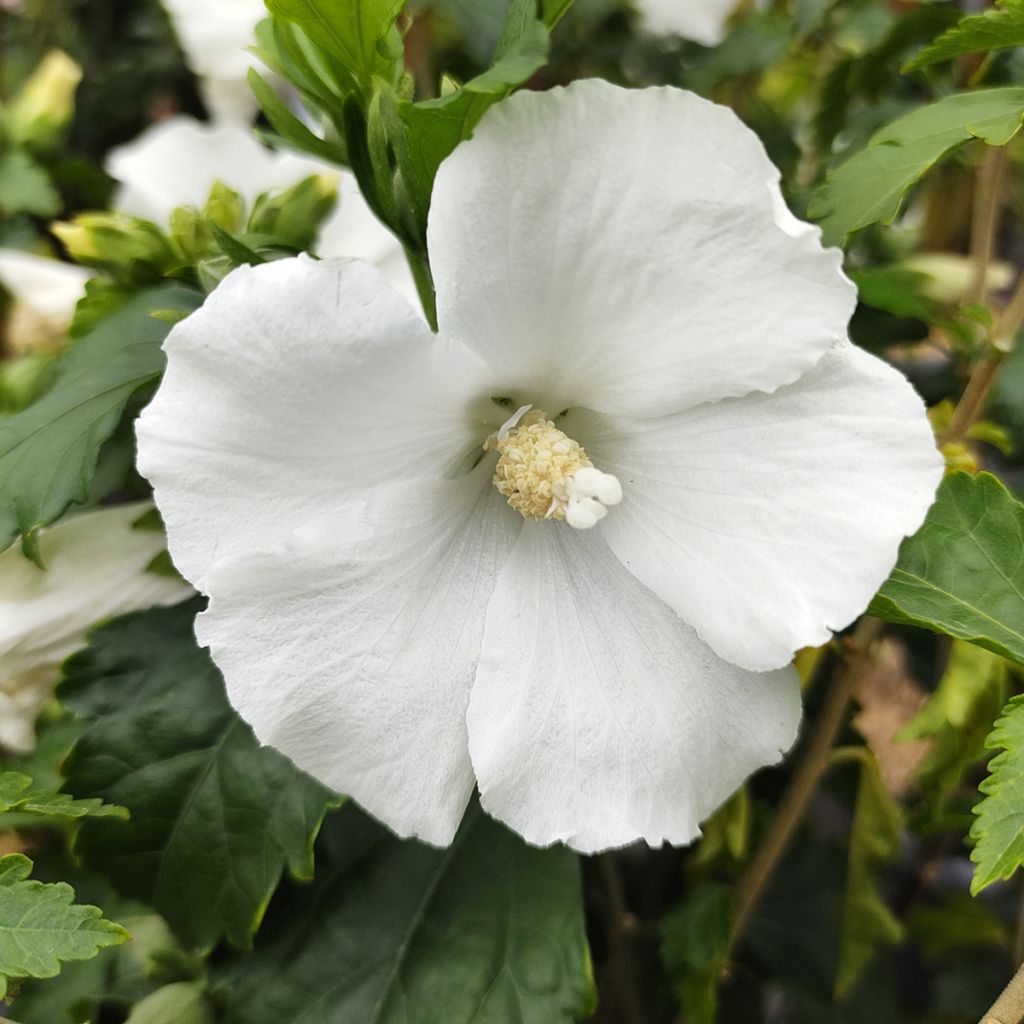 Hibiscus syriacus Eléonore - Althéa simple, blanc pur