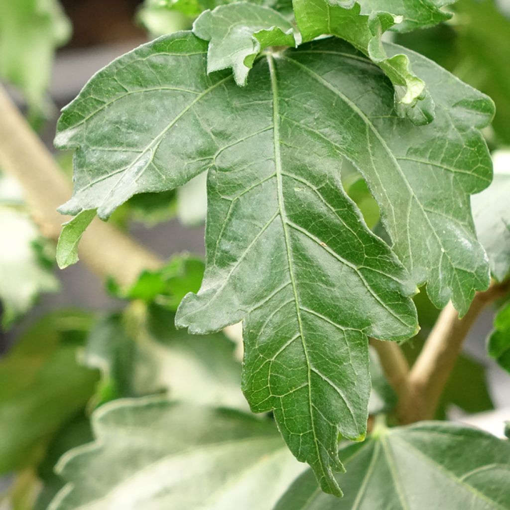 Hibisco-da-síria Cocktail - Hibiscus syriacus