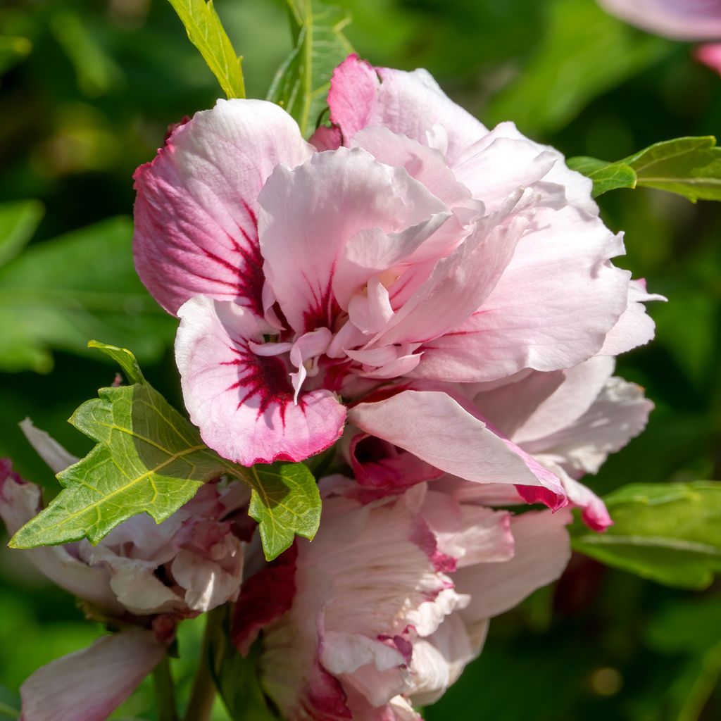 Hibiscus syriacus Lady Stanley - Althéa semi-double bicolore