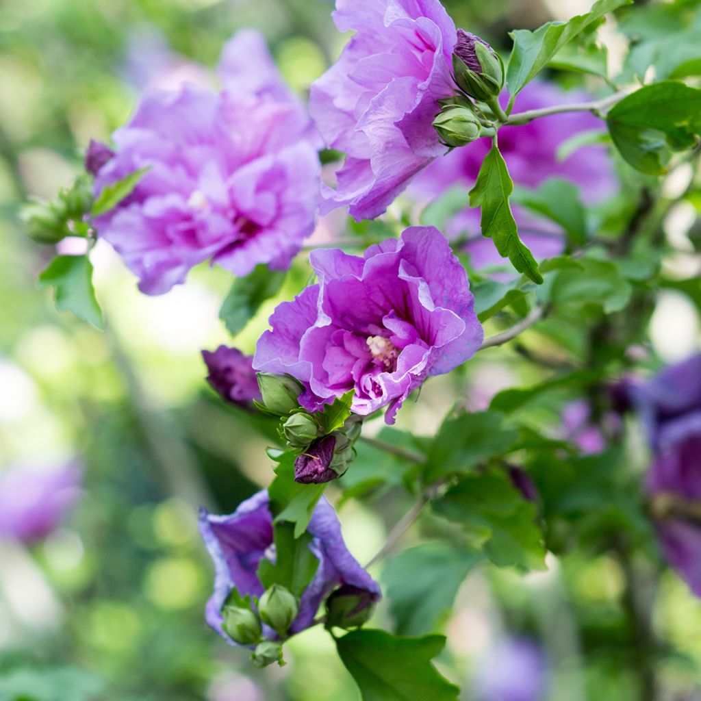 Hibiscus syriacus Lavender Chiffon - Althéa rose