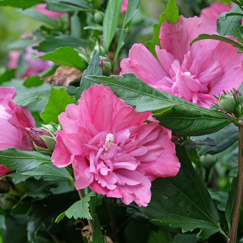 Hibiscus syriacus Magenta Chiffon - Althea double rose pourpre vif