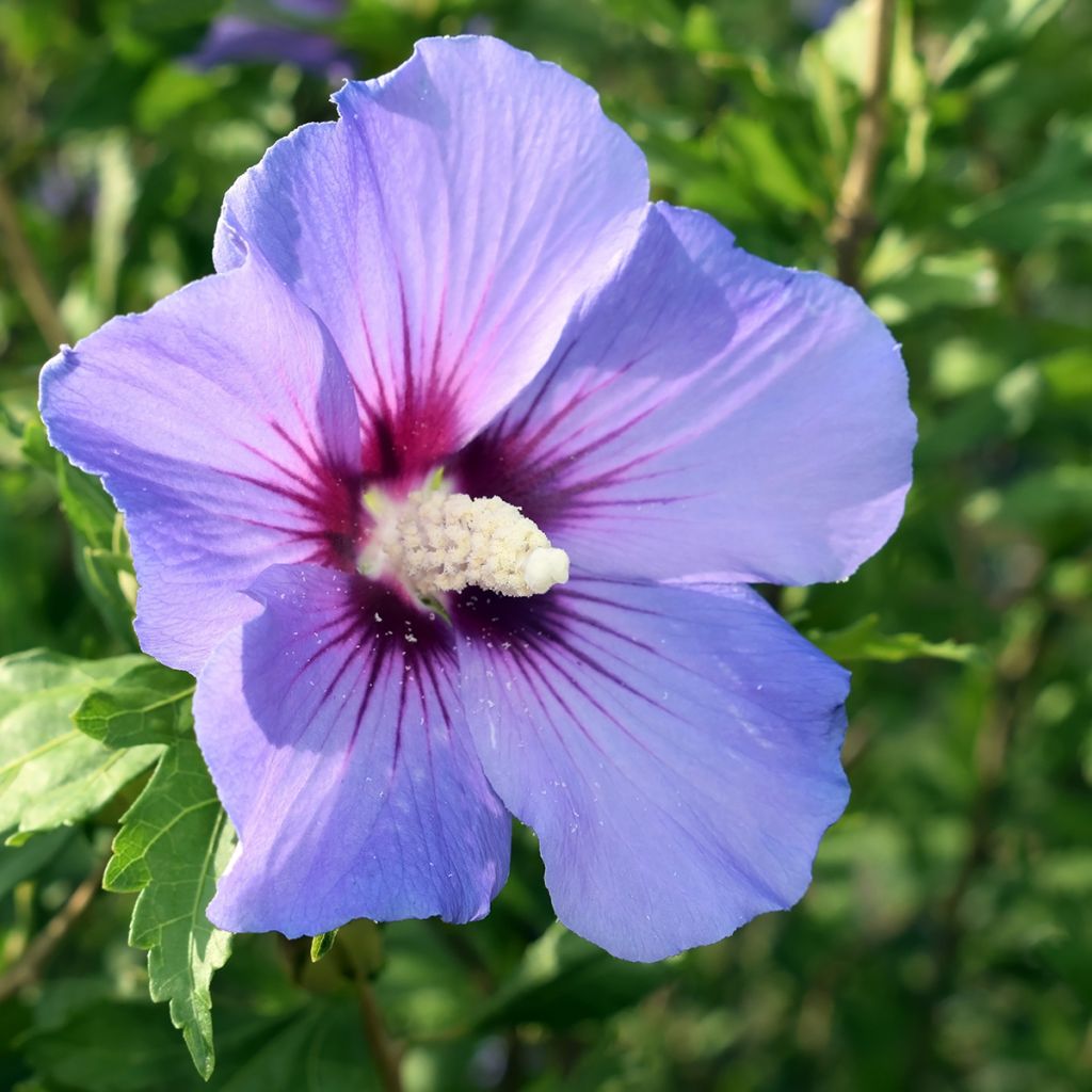 Hibiscus syriacus Oiseau Bleu (Marina) - Althéa bleu