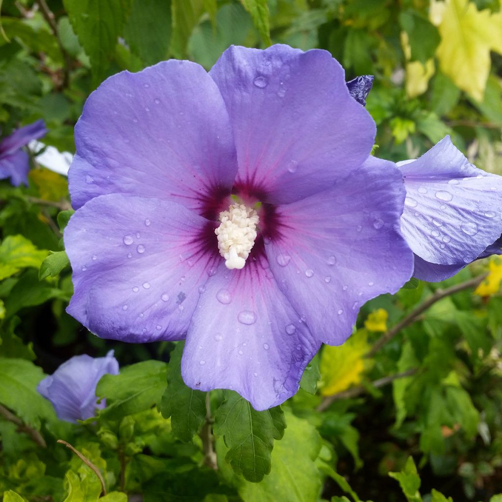 Hibiscus syriacus Oiseau Bleu (Marina) - Althéa bleu