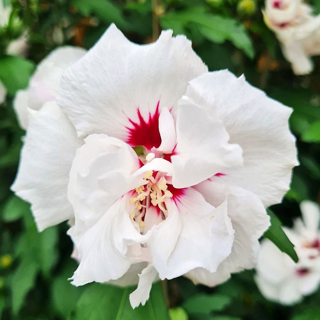 Hibiscus syriacus Speciosus - Althéa
