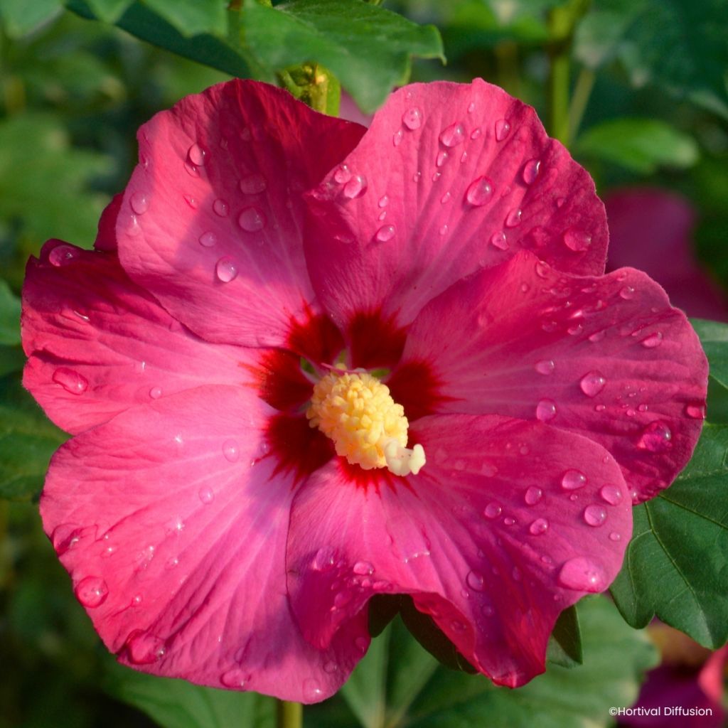 Hibiscus syriacus Sup’Bridge - Althéa