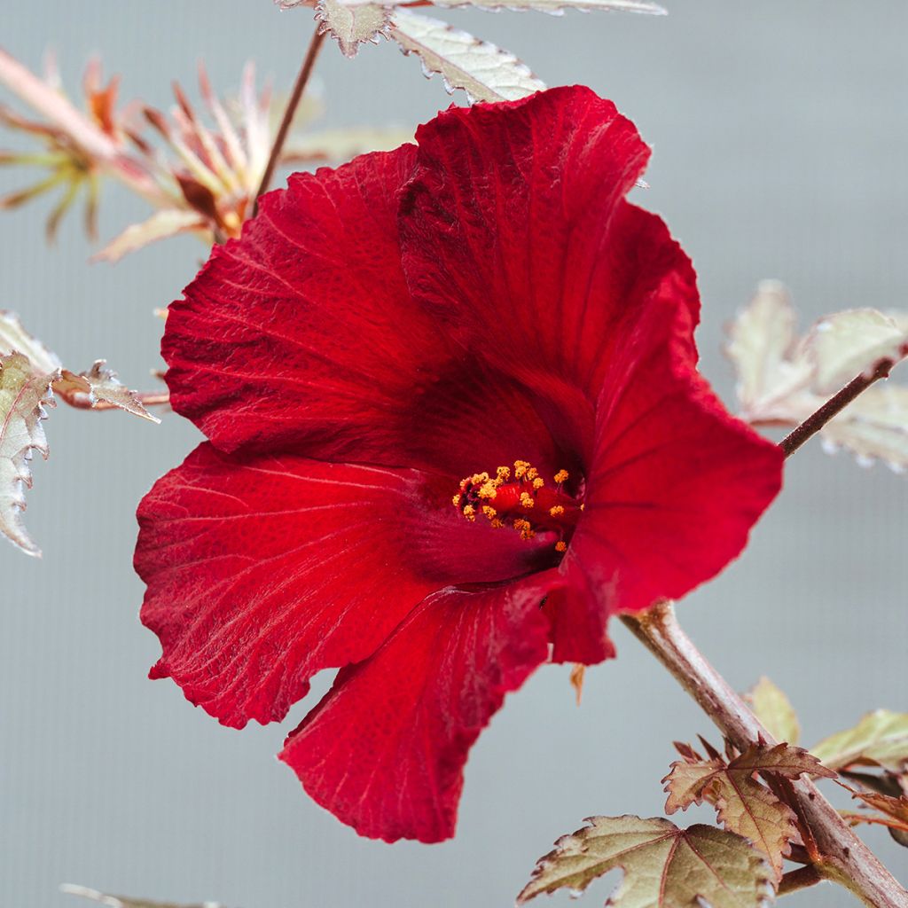 Graines d'Hibiscus Mahogany Splendor - Hibiscus acetosella