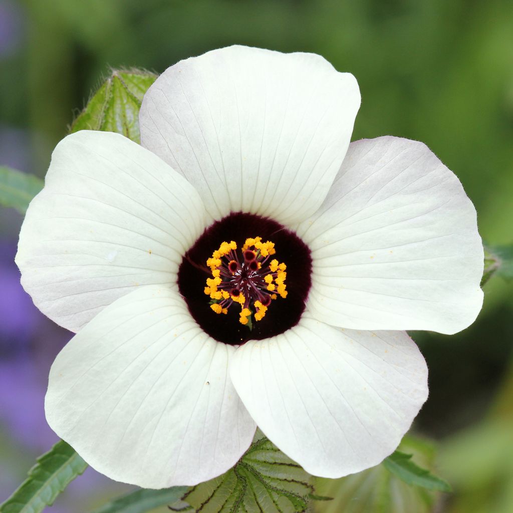 Hibiscus trionum - Ketmie d'Afrique, Fleur d'une heure
