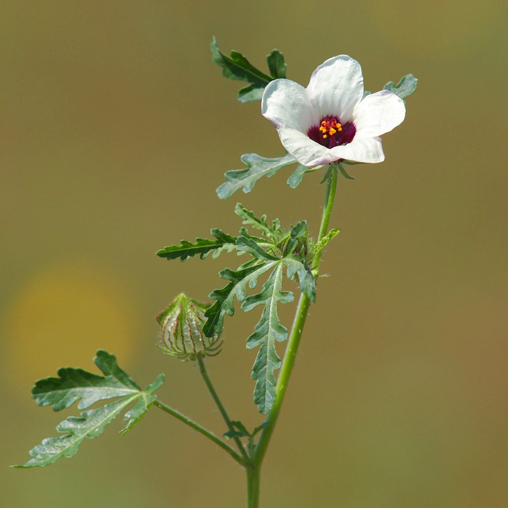 Hibiscus trionum - Ketmie d'Afrique, Fleur d'une heure