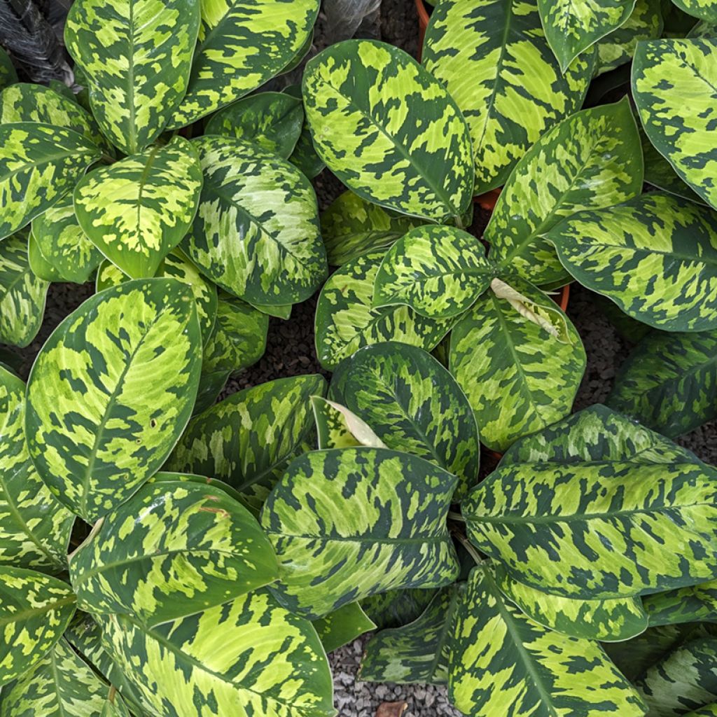 Aglaonema wallisii Camouflage