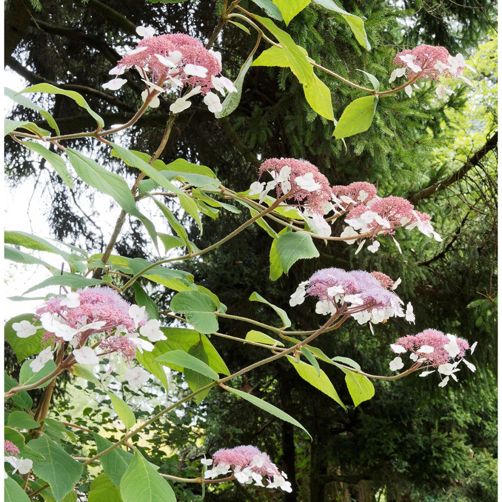 Hortensia - Hydrangea aspera Goldrush