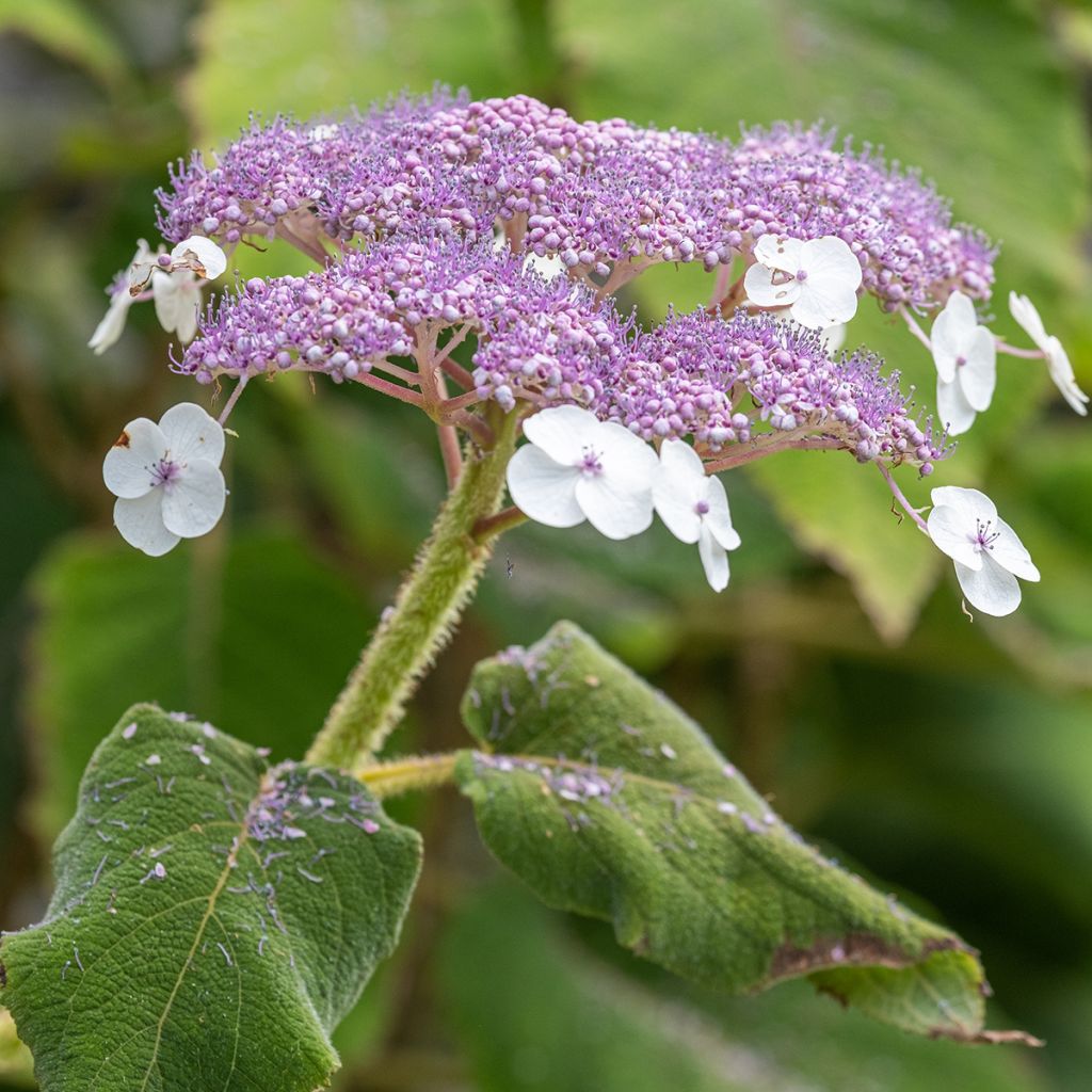 Hortensia - Hydrangea aspera Sargentiana