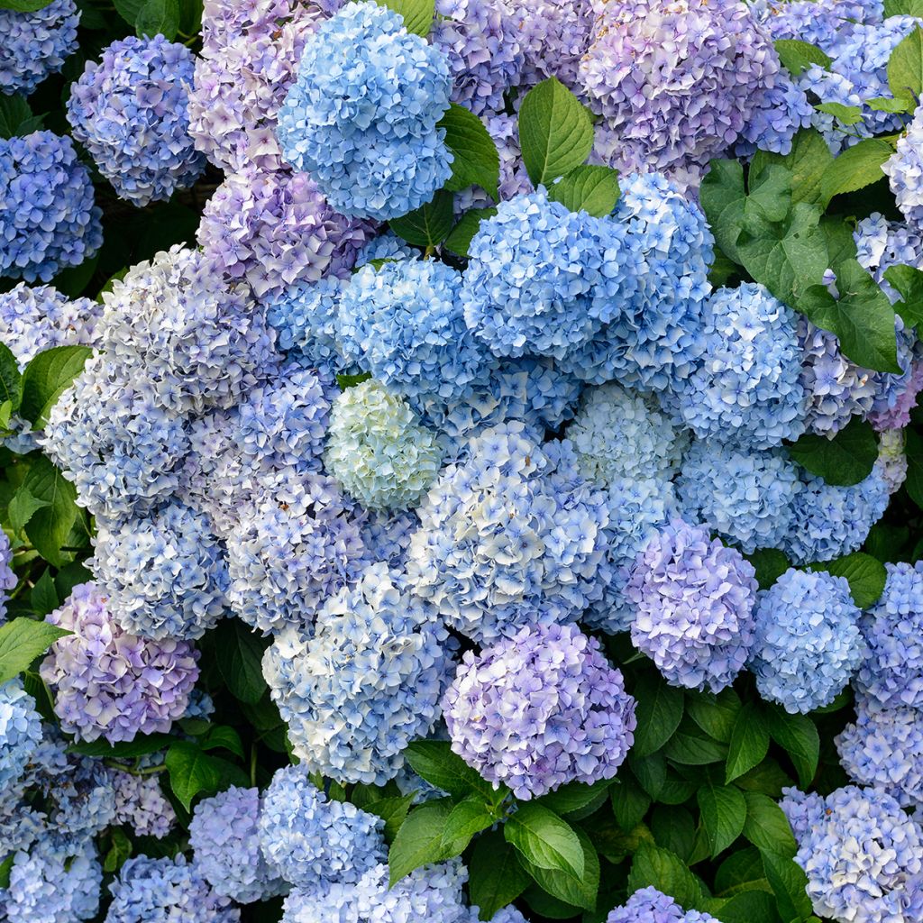 Hortensia - Hydrangea macrophylla Bodensee