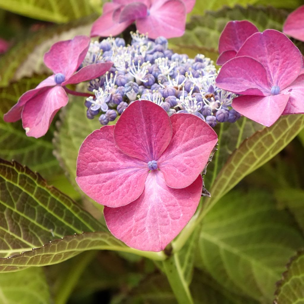 Hortênsia macrophylla Dark Angel Purple