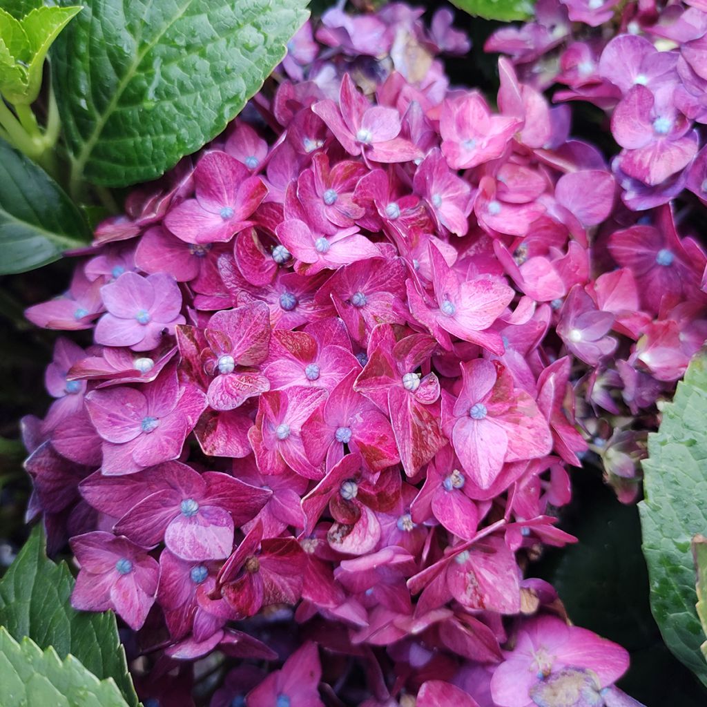 Hortensia - Hydrangea macrophylla Deep Purple Dance (Music Collection)