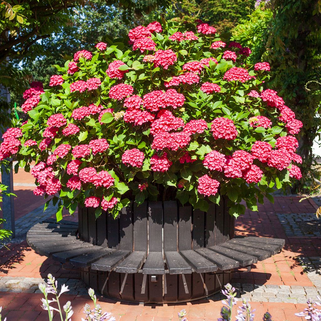 Hortensia - Hydrangea macrophylla Deutschland