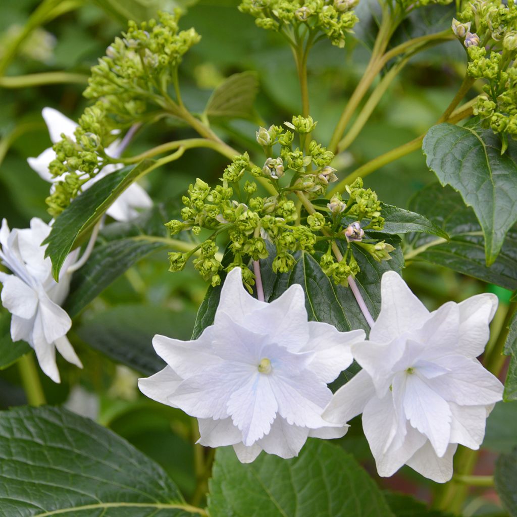 Hortensia - Hydrangea macrophylla Fireworks White
