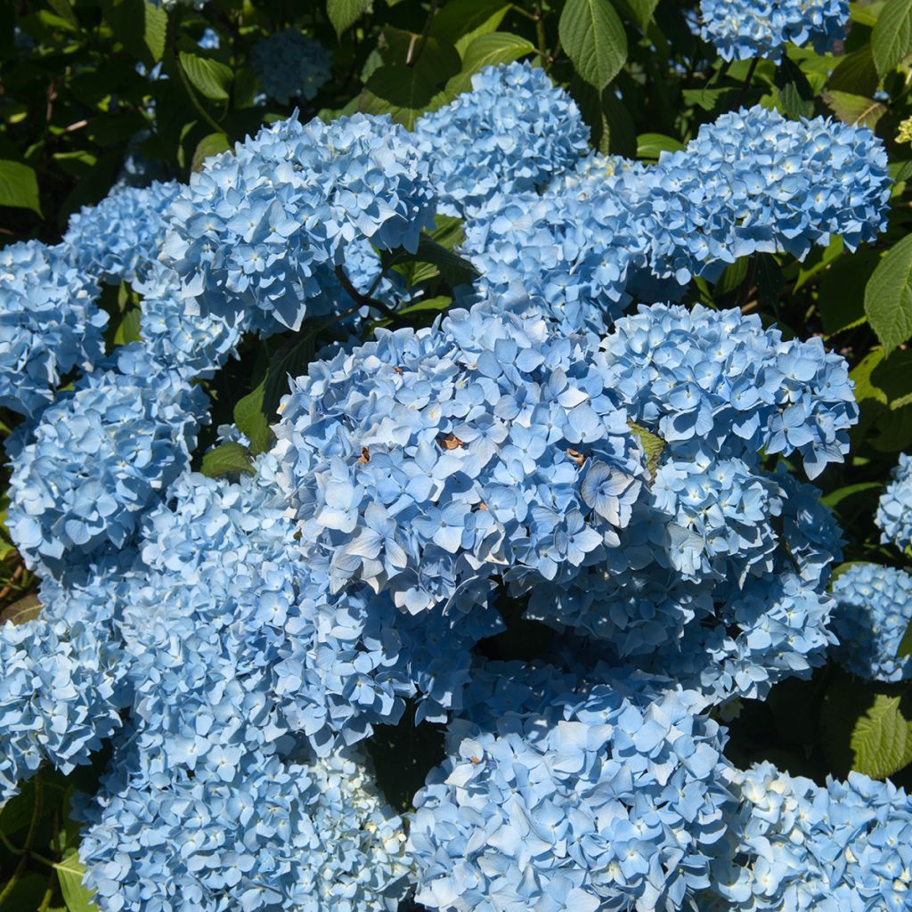 Hortensia - Hydrangea macrophylla Generale Vicomtesse de Vibraye
