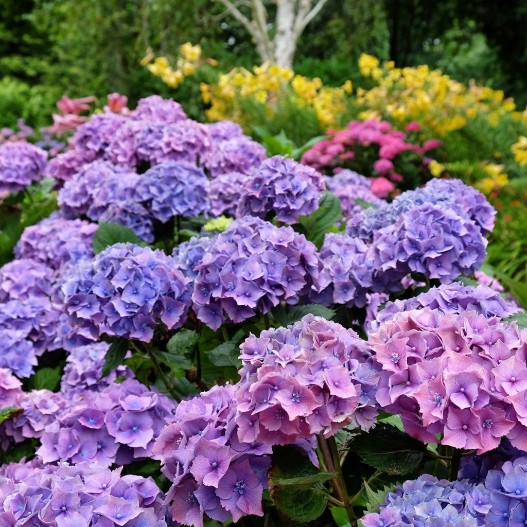 Hortensia - Hydrangea macrophylla Hambourg