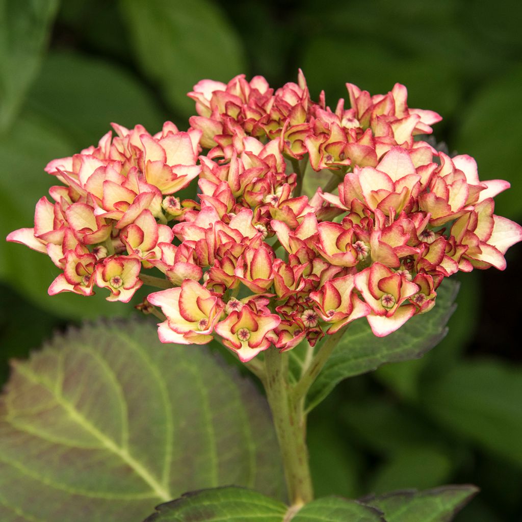 Hortensia - Hydrangea macrophylla Mirai