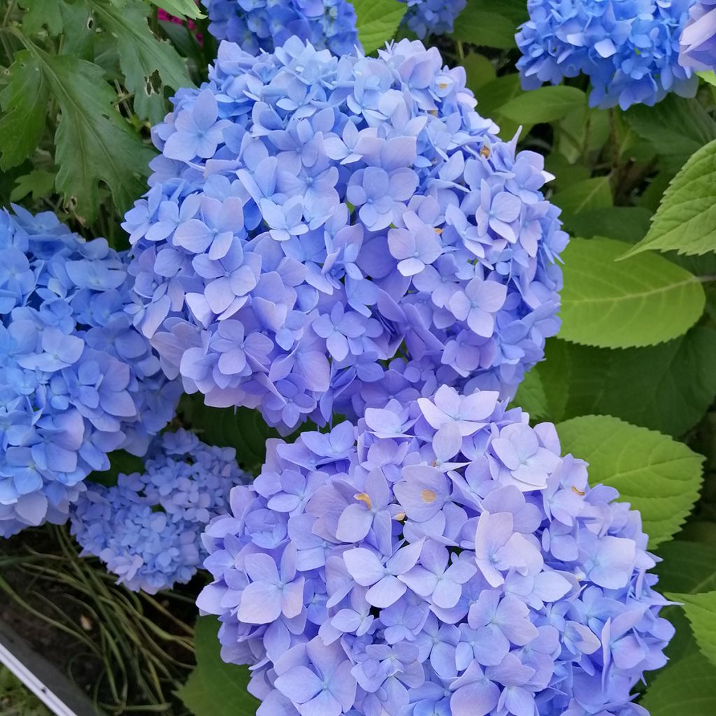 Hortensia - Hydrangea macrophylla Nikko Blue