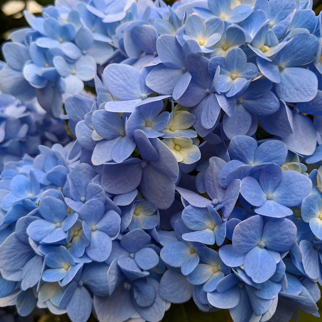 Hortensia - Hydrangea macrophylla Nikko Blue