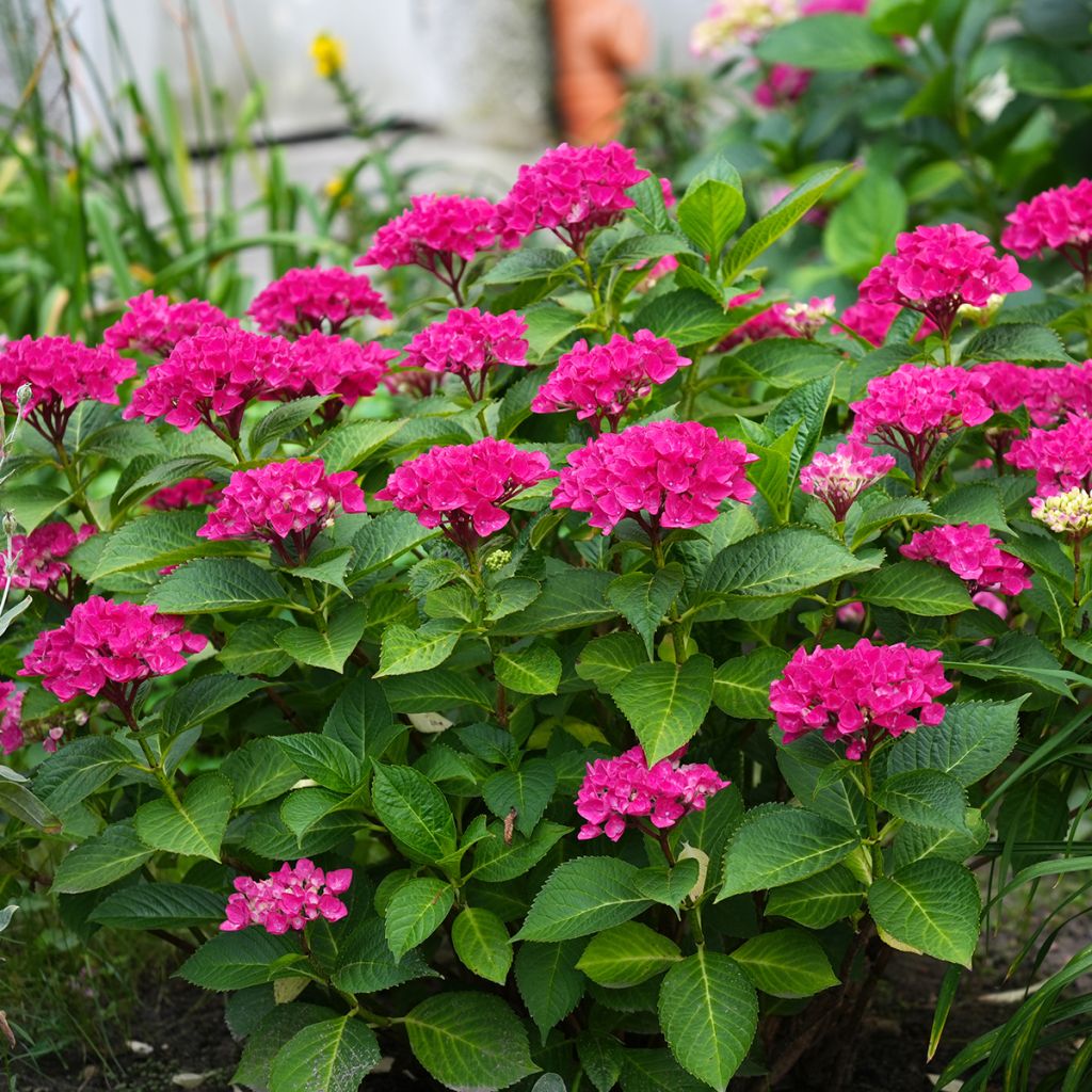 Hortensia - Hydrangea macrophylla Pia