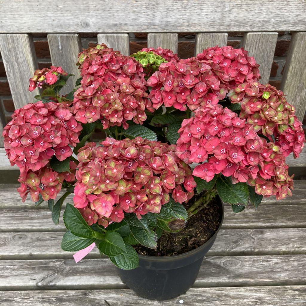 Hortensia - Hydrangea macrophylla Rebellion Choco Love