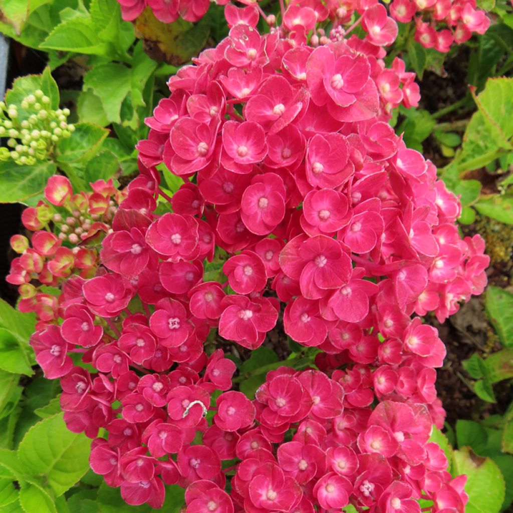 Hortensia - Hydrangea macrophylla Rebellion Ferrari Love
