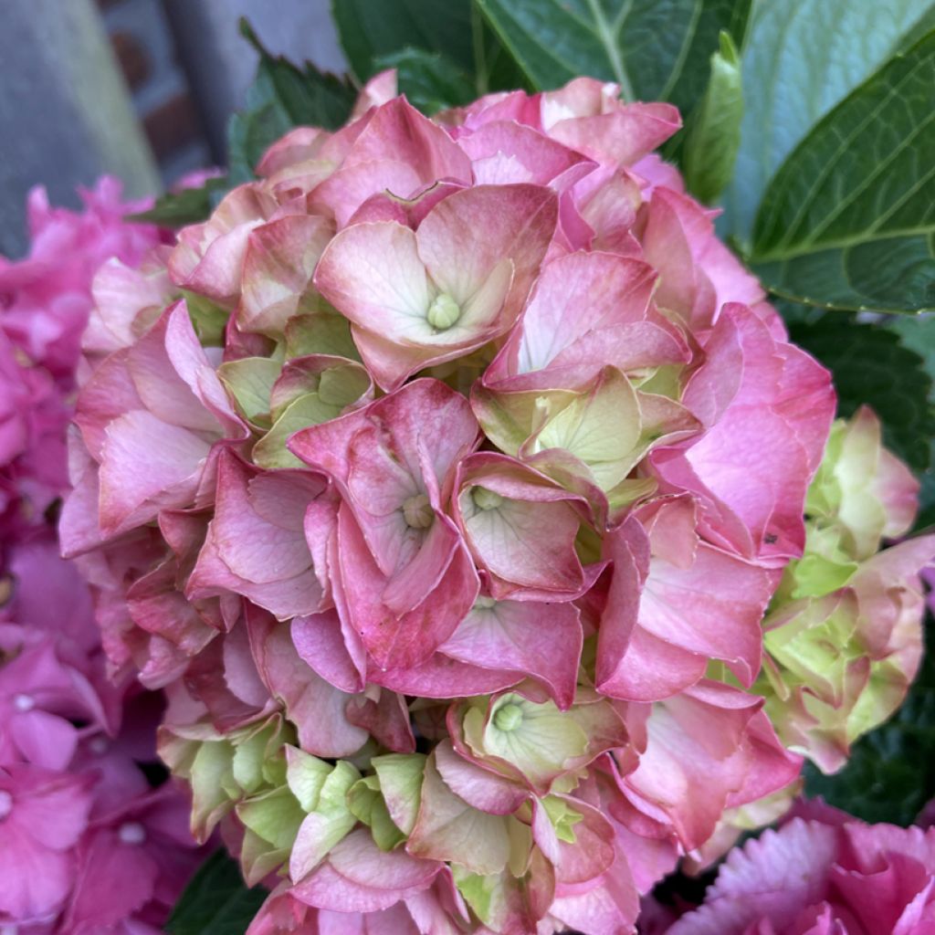 Hortensia - Hydrangea macrophylla Rebellion Pink Love