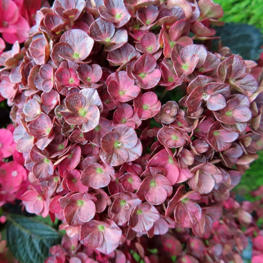 Hortensia - Hydrangea macrophylla Rebellion Pistachio Love