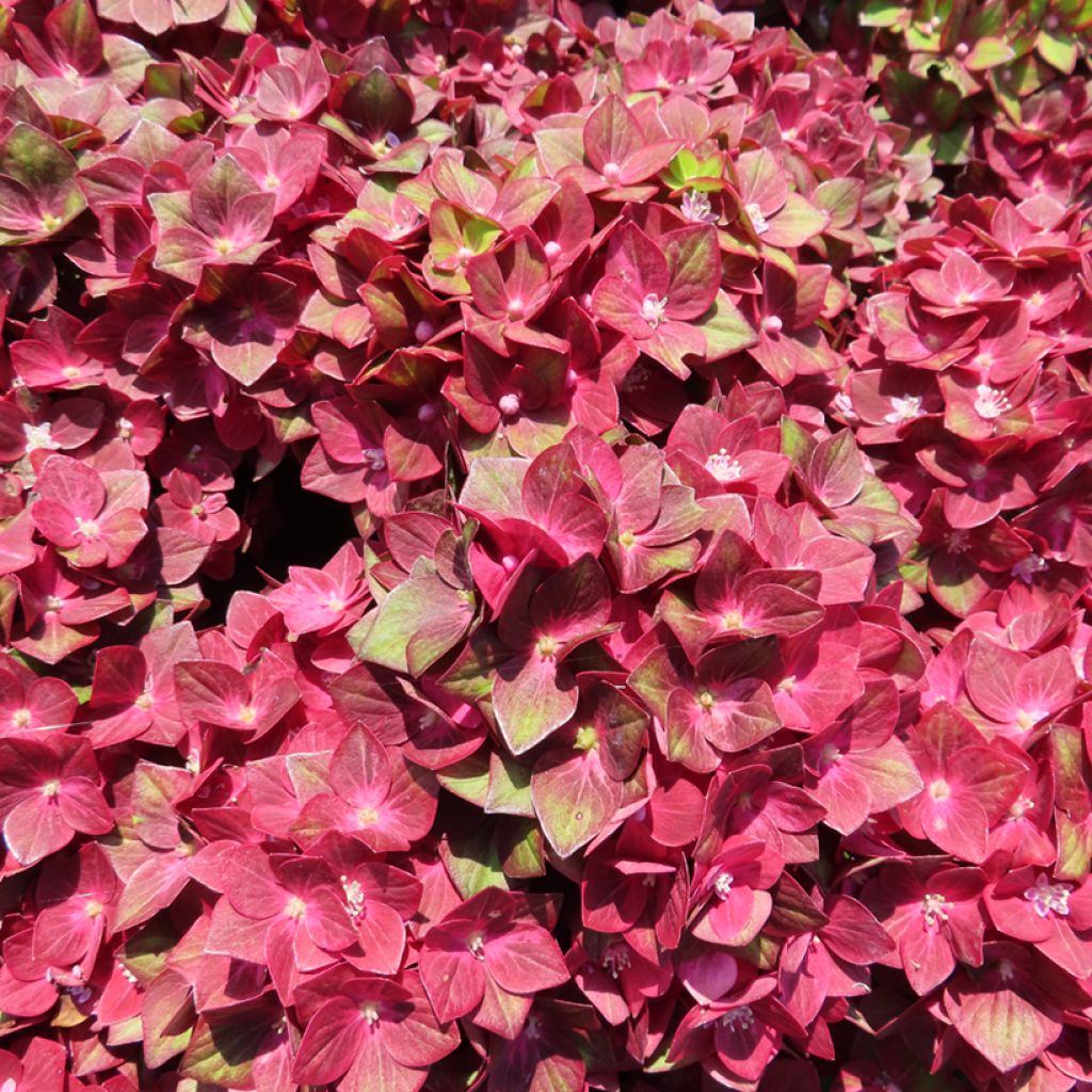 Hortensia - Hydrangea macrophylla Rebellion Red Love